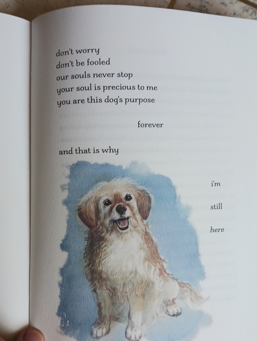 Book- I'm Still here...a Dogs Purpose Forever..(New Book)... - Picture 12 of 12